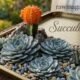 Succulent